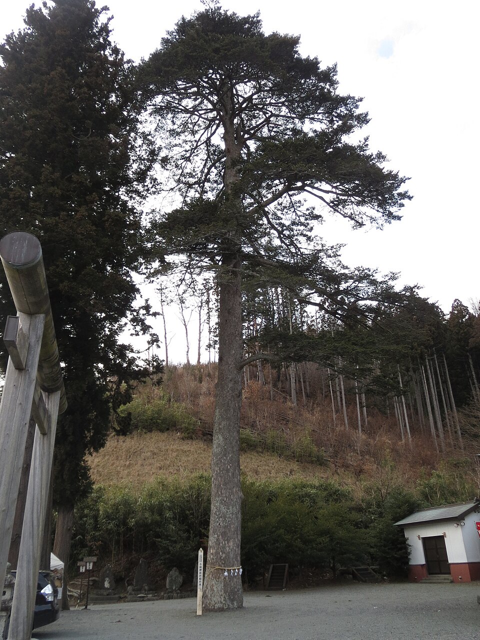 Abies firma, Momi fir — upright evergreen (Pinaceae) (image 10 of 10)