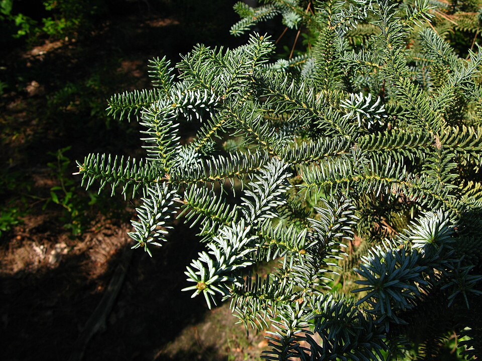 Abies pinsapo 'Glauca' (Blue Spanish Fir) (alternate view 3)