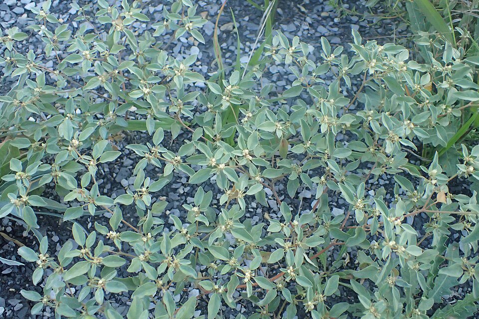 Croton monanthogynus (Prairie Tea) (alternate view 7)