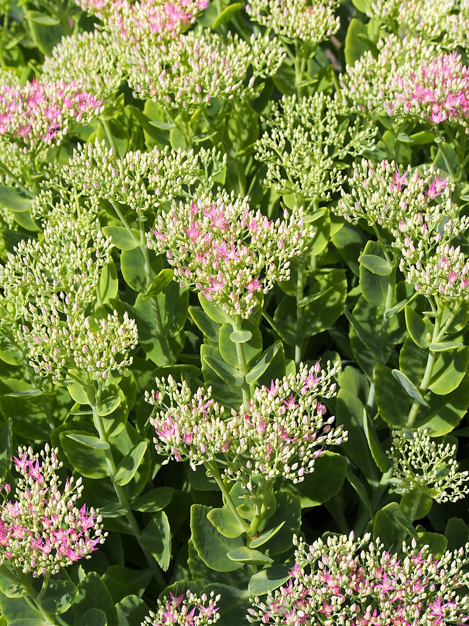Hylotelephium telephium (Orpine) (alternate view 9)
