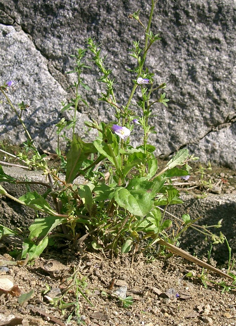 Mazus pumilus (Asian mazus) (alternate view 2)