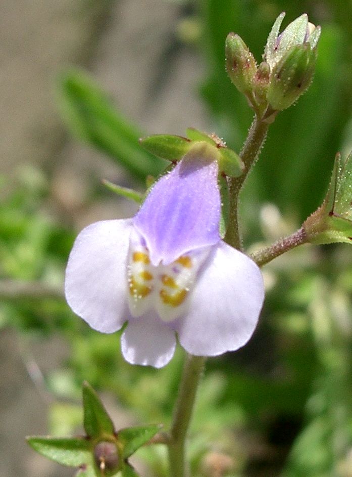 Mazus pumilus (Asian mazus) (alternate view 3)