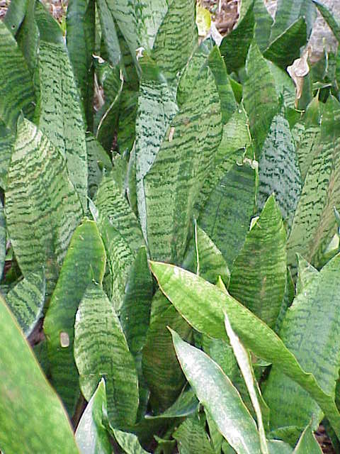 Dracaena zeylanica (Ceylon Bowstring Hemp)