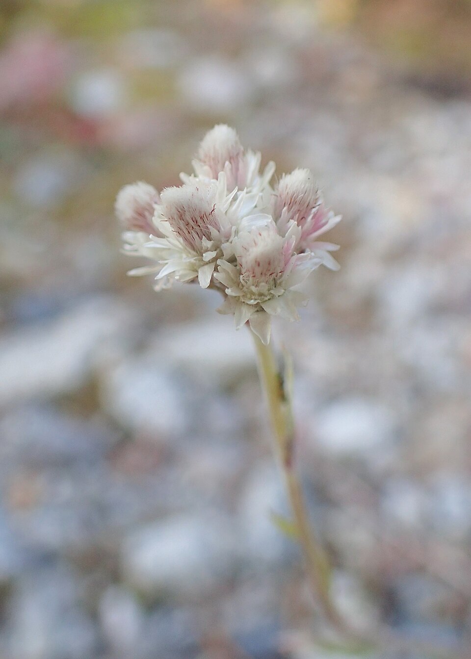 Antennaria parvifolia (small-leaf pussytoes) (alternate view 11)