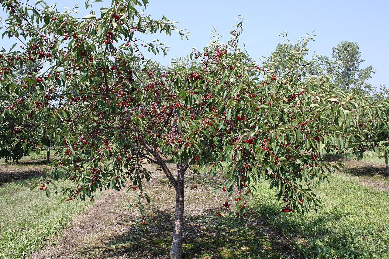 Prunus avium, Wild cherry — upright deciduous (Rosaceae) (image 4 of 9)