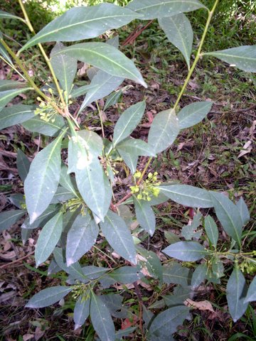 Dodonaea triquetra (Common Hop Bush)