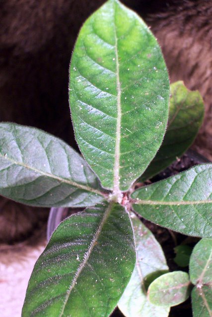 Psychotria loniceroides (Hairy Psychotria) (alternate view 6)