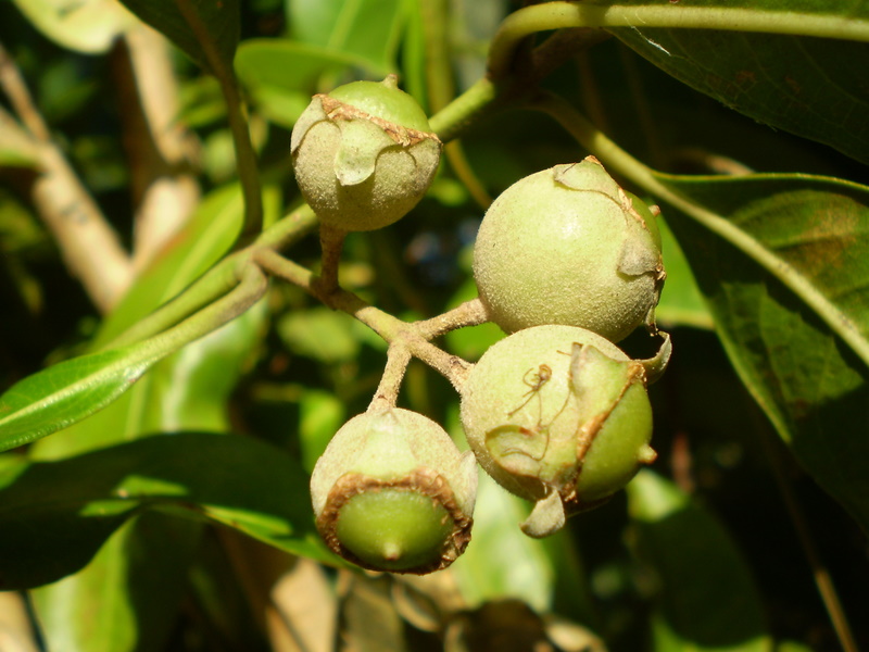 Rhodomyrtus psidioides (Native Guava) (alternate view 6)