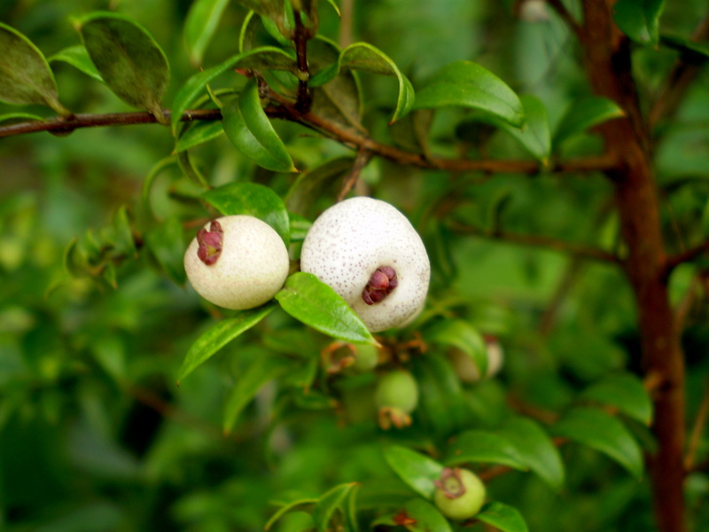 Austromyrtus dulcis (Midgen Berry) (alternate view 6)