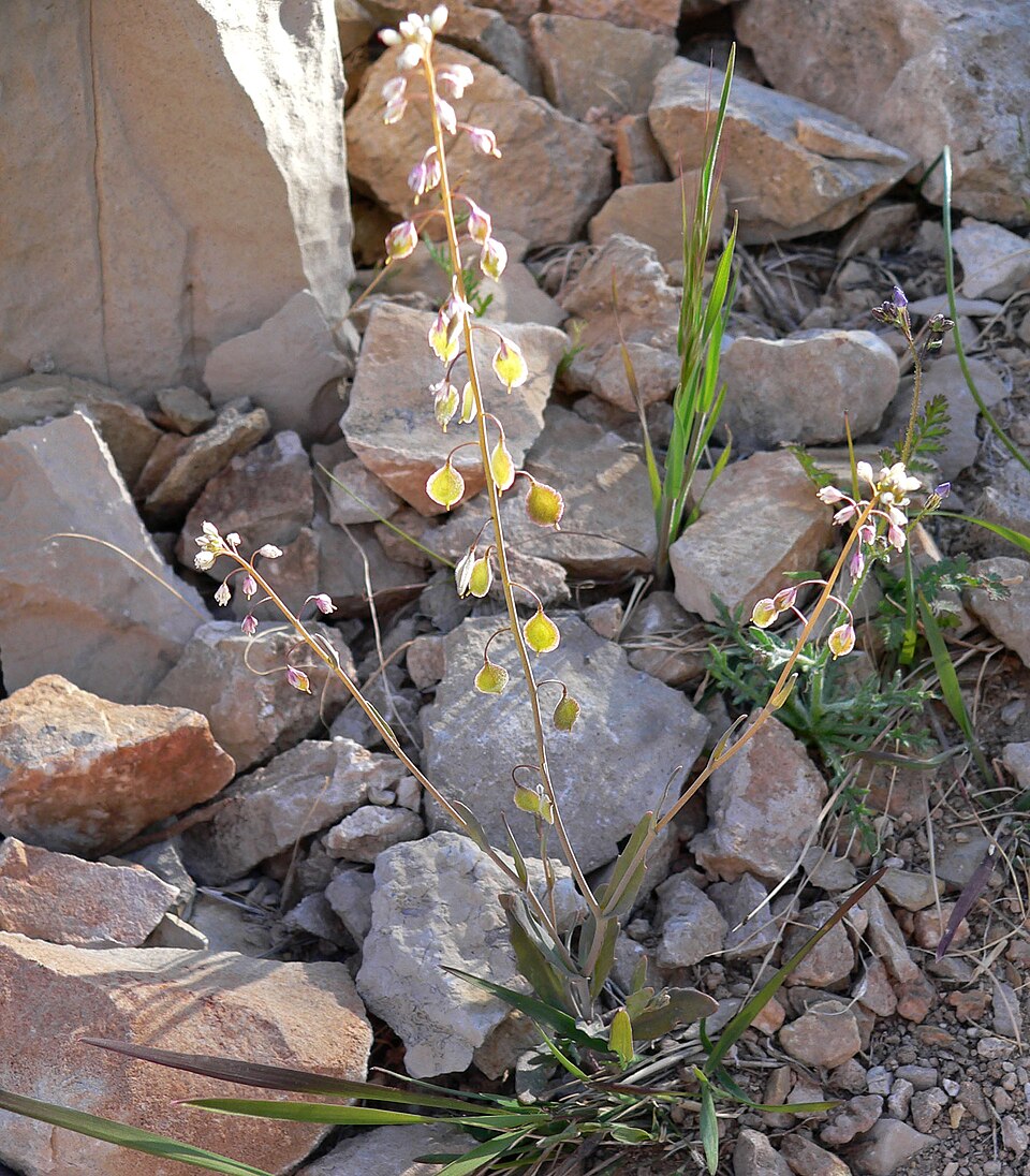 Thysanocarpus curvipes (sand fringepod) (alternate view 2)