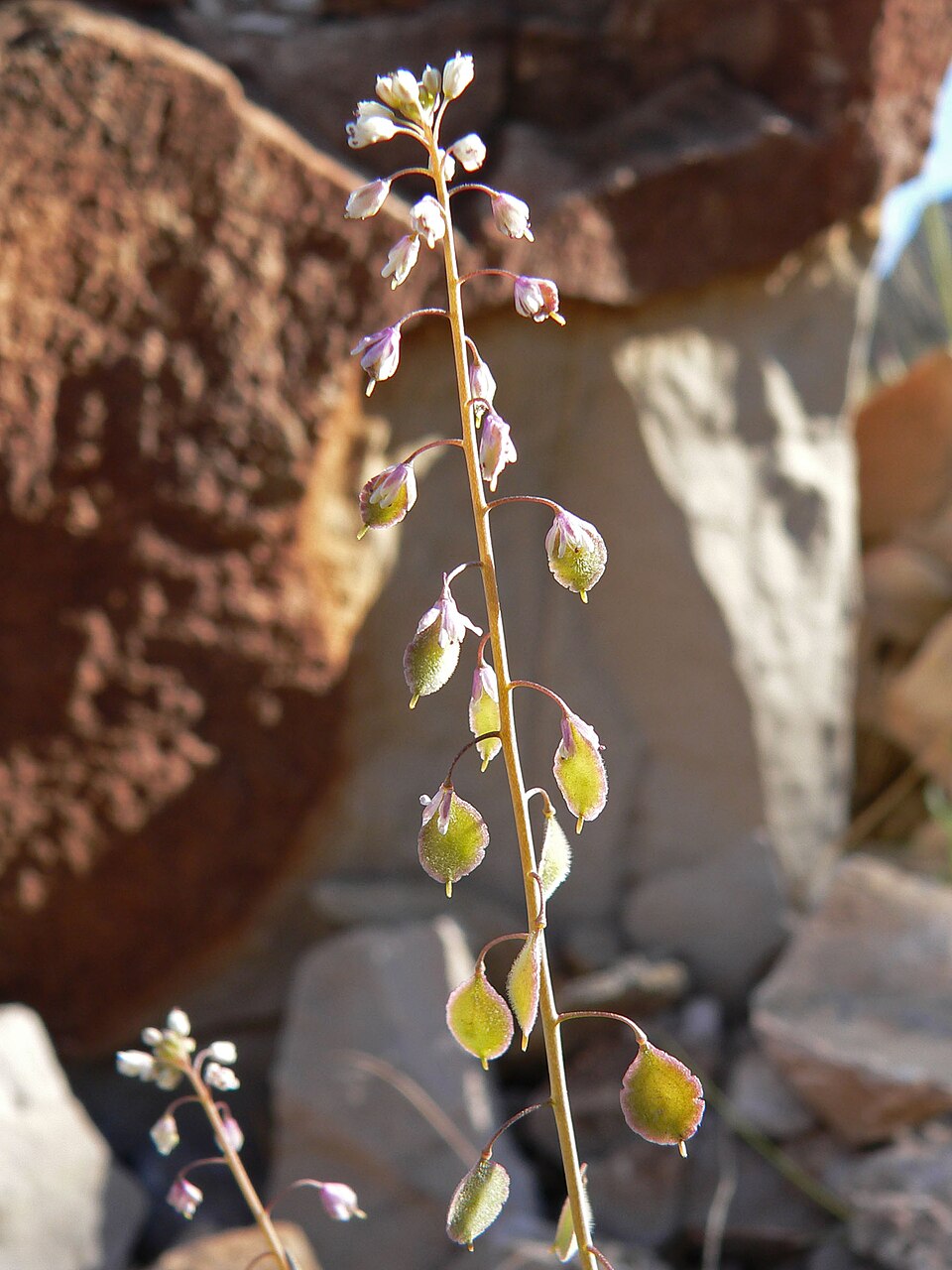 Thysanocarpus curvipes (sand fringepod) (alternate view 3)