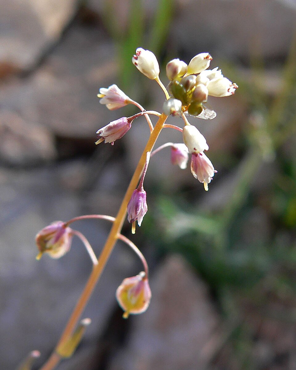 Thysanocarpus curvipes (sand fringepod) (alternate view 4)