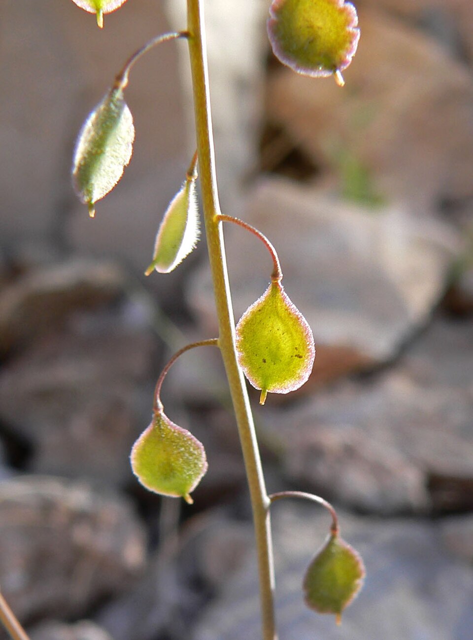 Thysanocarpus curvipes (sand fringepod) (alternate view 5)
