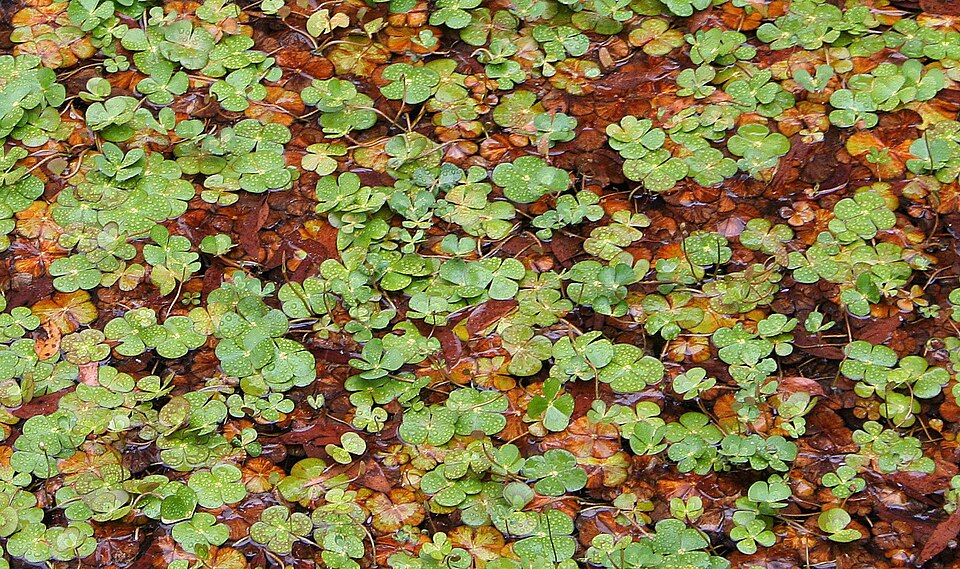 Marsilea drummondii (Common Nardoo) (alternate view 6)