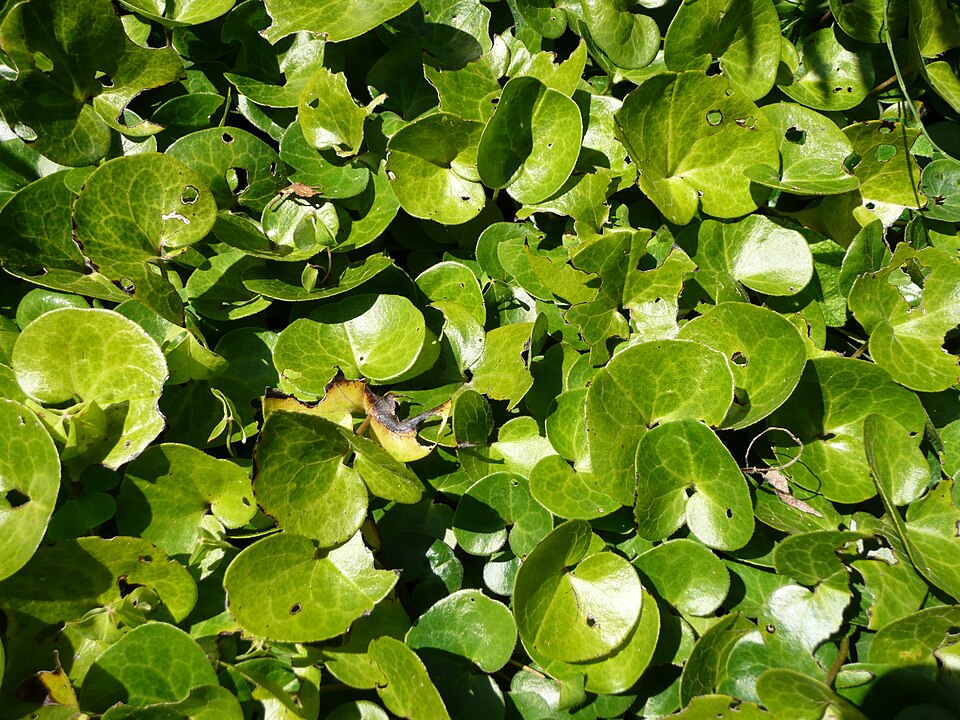 Asarum europaeum (European Wild Ginger) (alternate view 9)