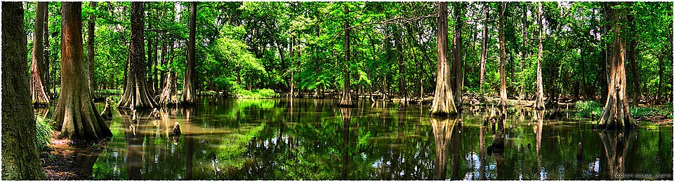 Taxodium distichum (bald cypress) (alternate view 9)
