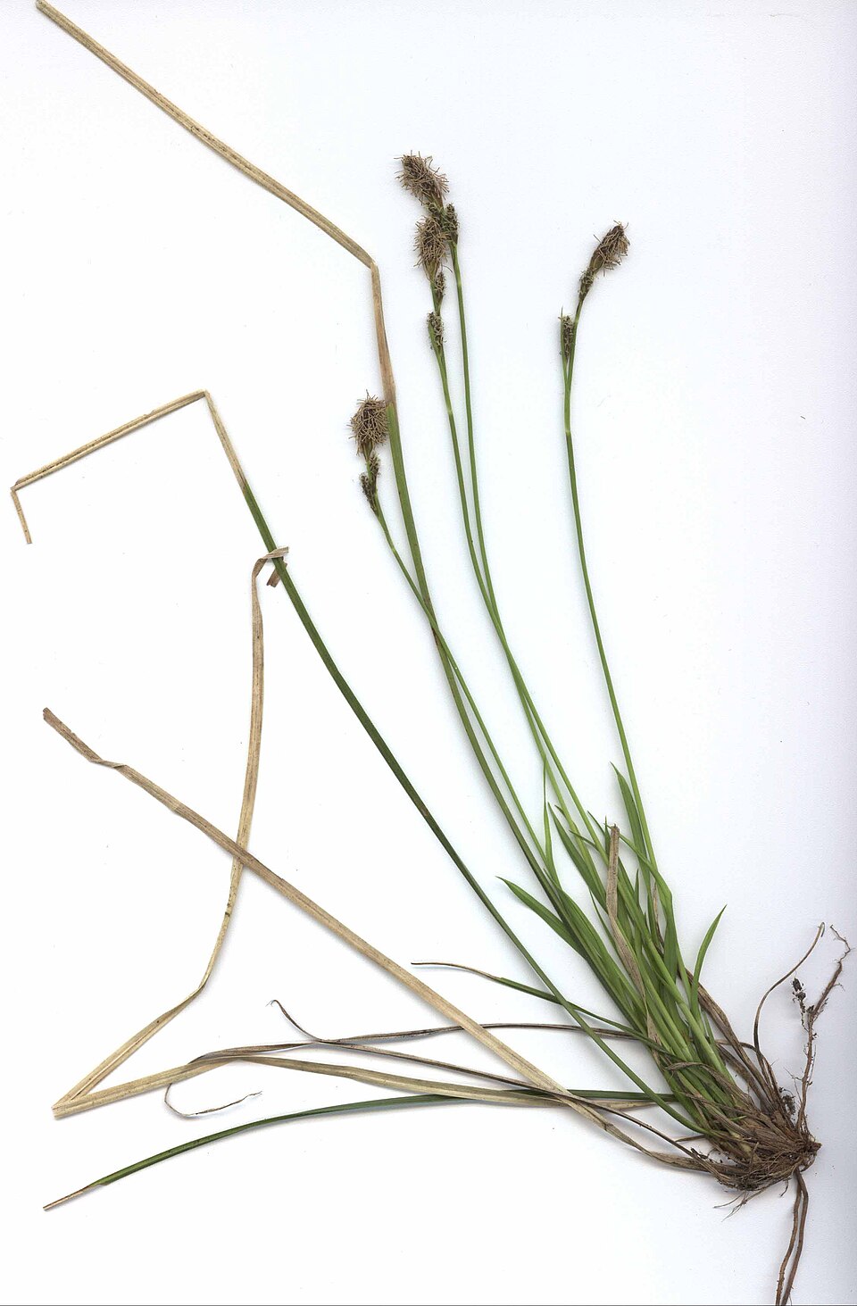 Carex umbrosa (shade sedge) (alternate view 6)