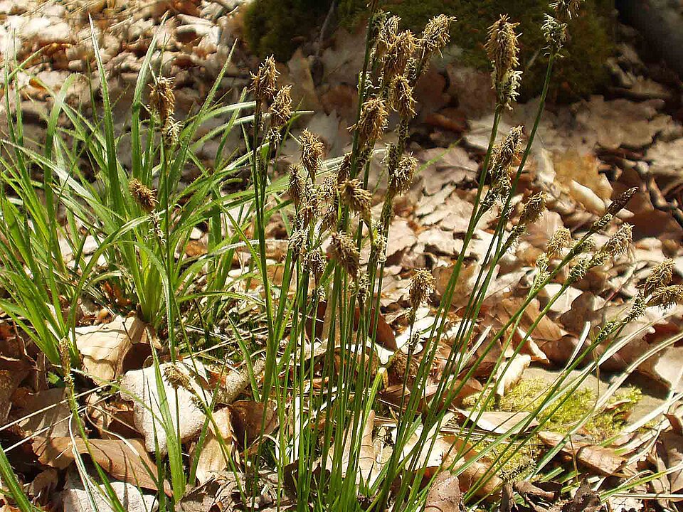 Carex umbrosa (shade sedge) (alternate view 7)