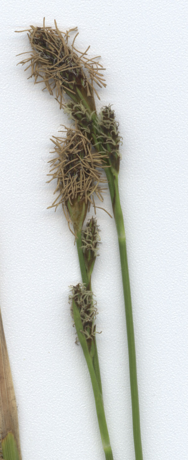 Carex umbrosa (shade sedge) (alternate view 8)