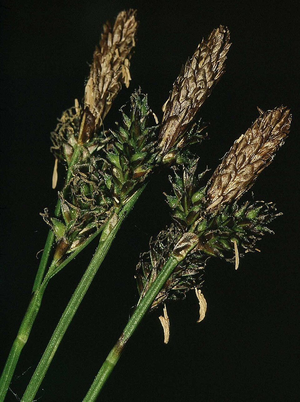 Carex umbrosa (shade sedge) (alternate view 9)