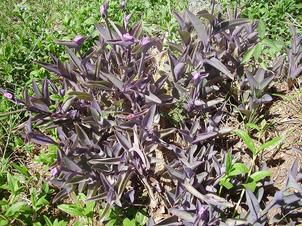 Tradescantia pallida (Purple Heart)