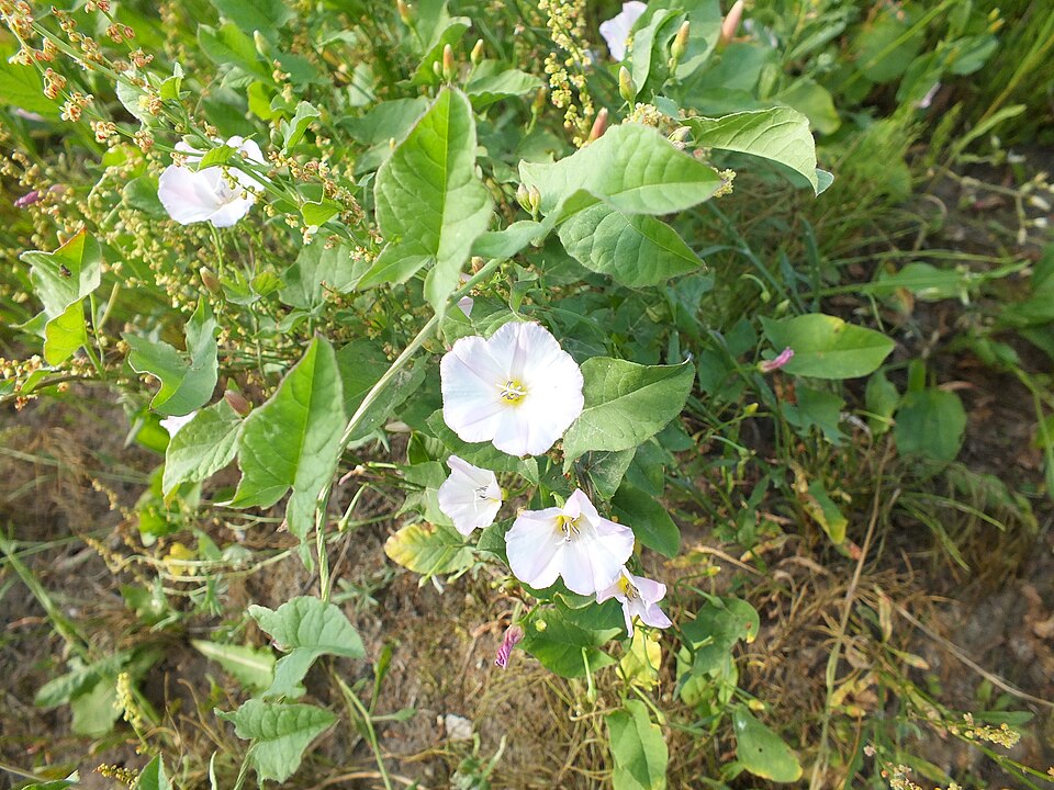 Convolvulus (bindweeds) (alternate view 5)
