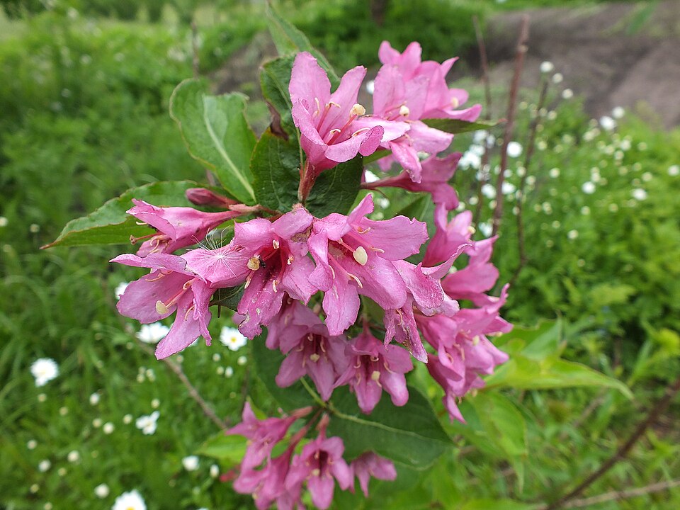 Weigela (Weigela bushes) (alternate view 5)