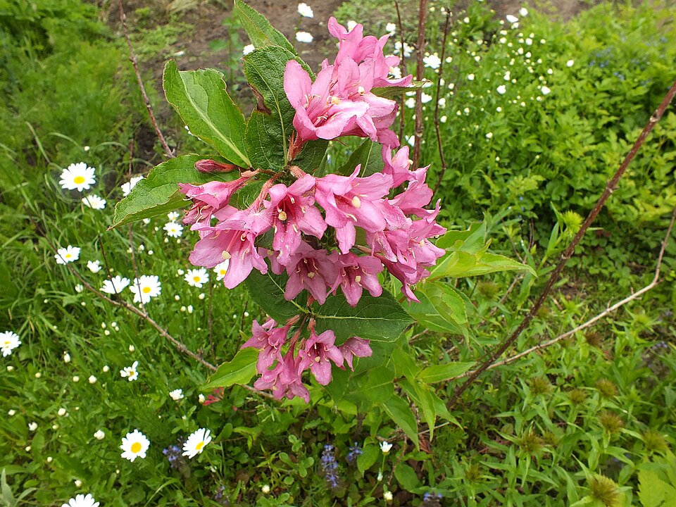 Weigela (Weigela bushes) (alternate view 6)