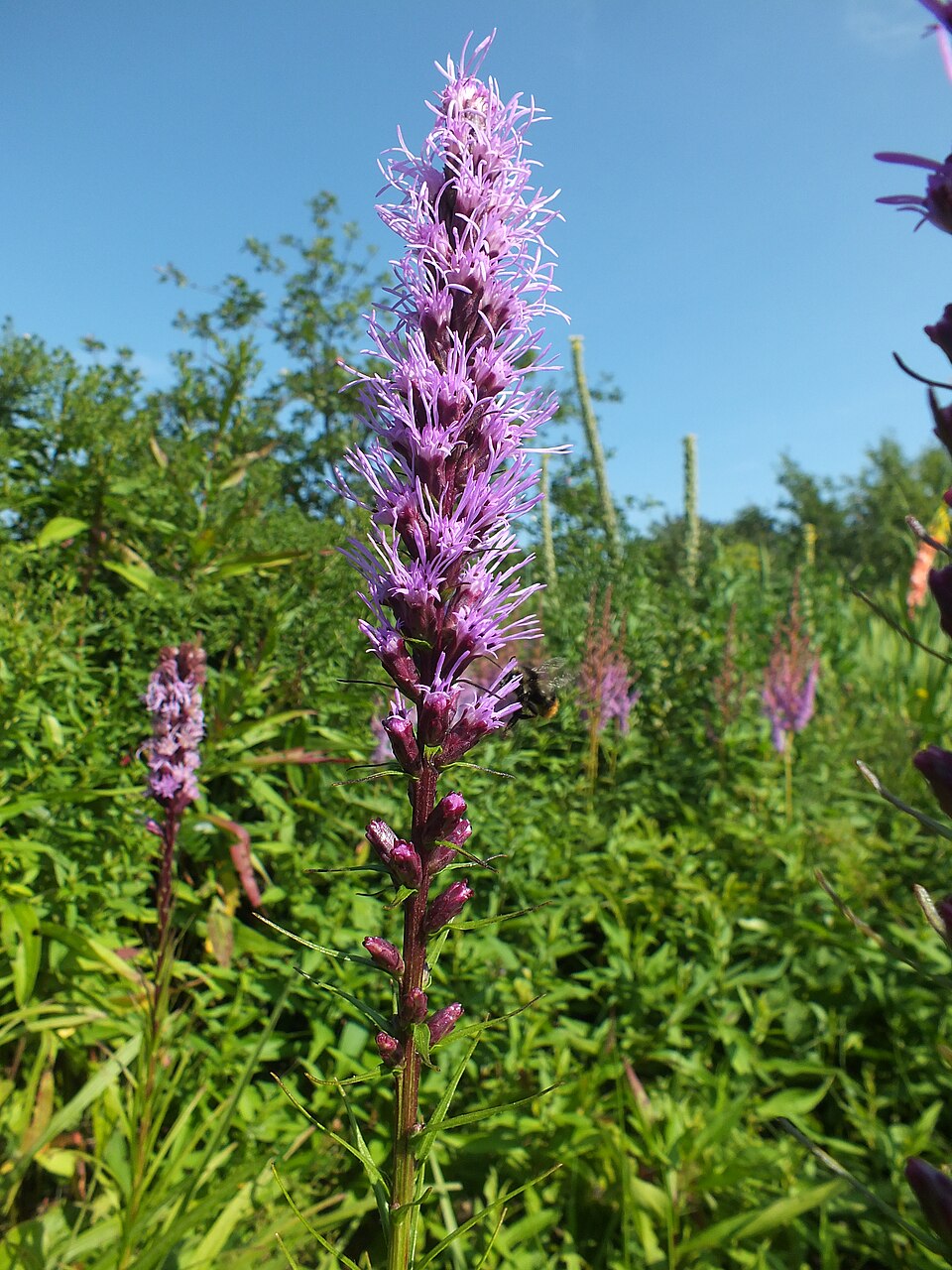 Liatris (blazing-stars)