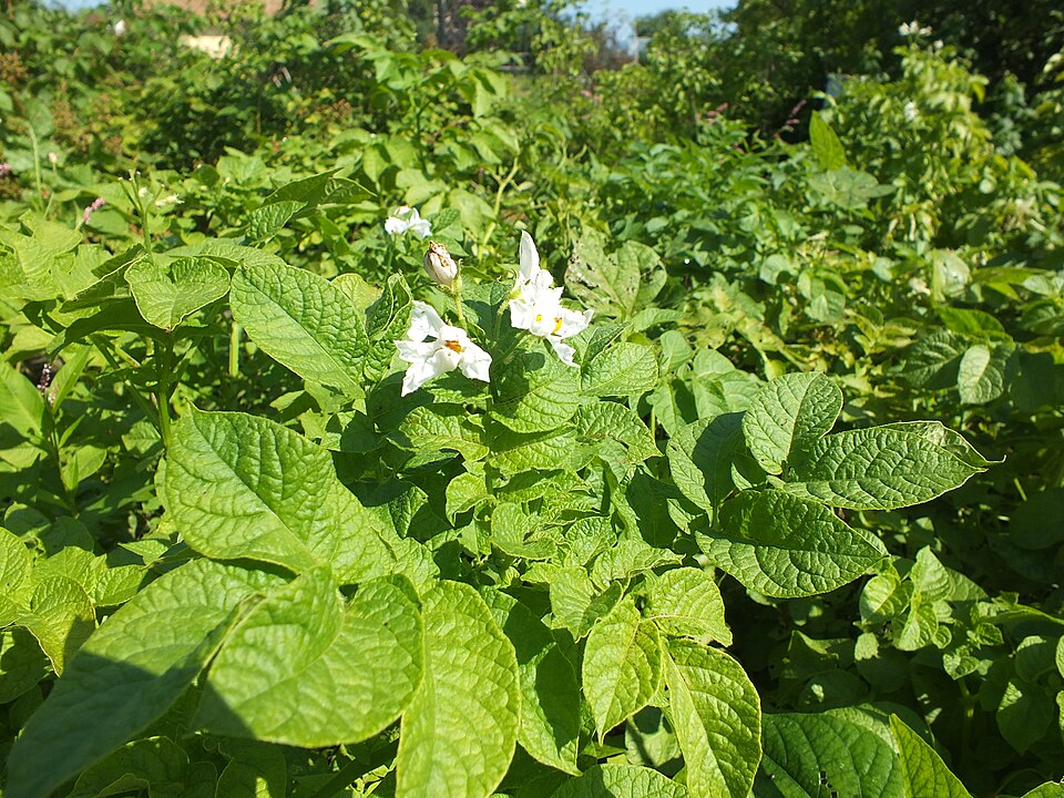 Solanum (nightshades) (alternate view 2)