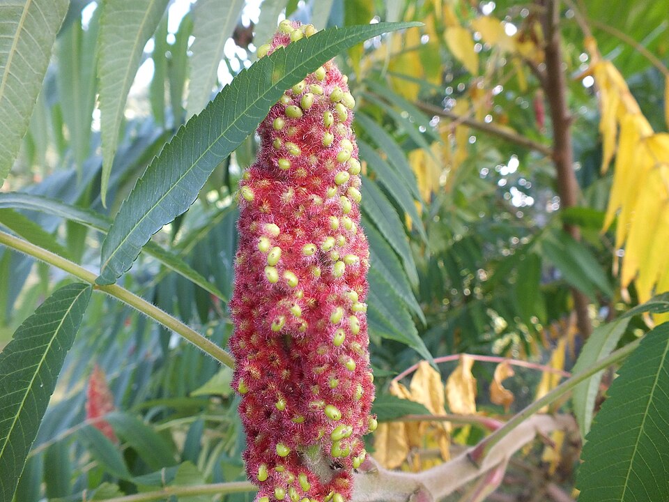 Rhus (sumacs) (alternate view 4)