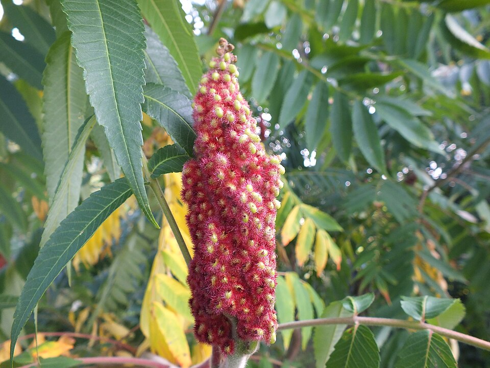 Rhus (sumacs) (alternate view 5)