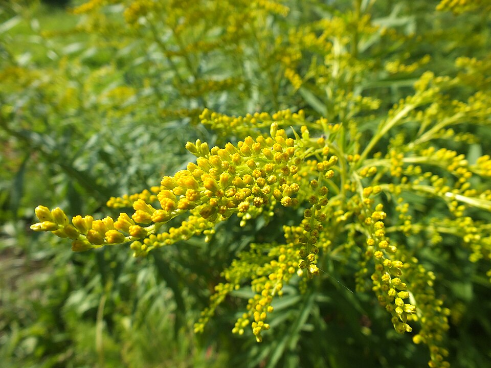 Solidago (goldenrods) (alternate view 4)