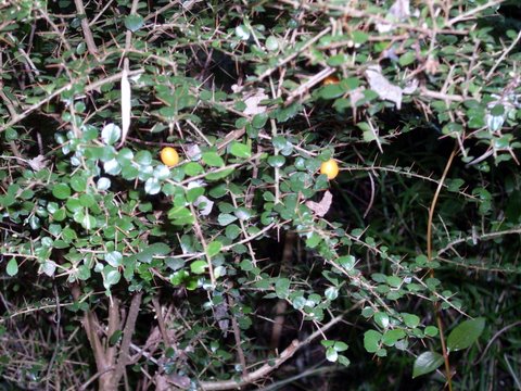 Pittosporum multiflorum (orange thorn) (alternate view 6)