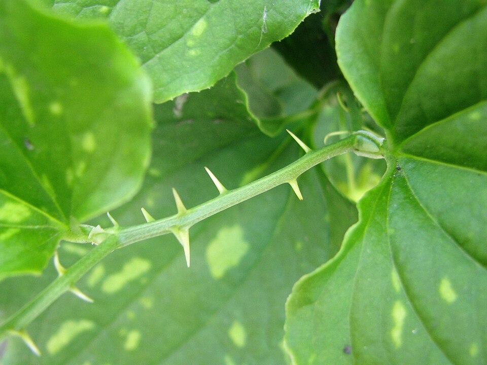Smilax tamnoides (bristly greenbrier) (alternate view 10)