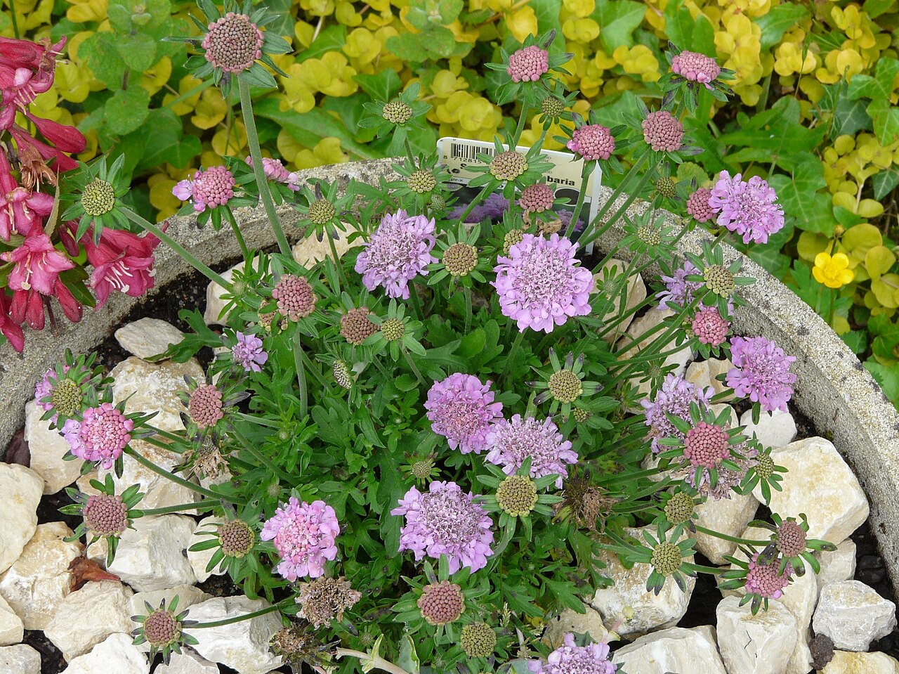 Scabiosa columbaria, Small scabious — clumping semi-evergreen (Caprifoliaceae) (image 2 of 10)