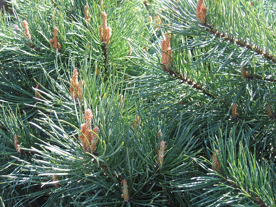 Pinus sylvestris 'Watereri' (Waterer Scots Pine)