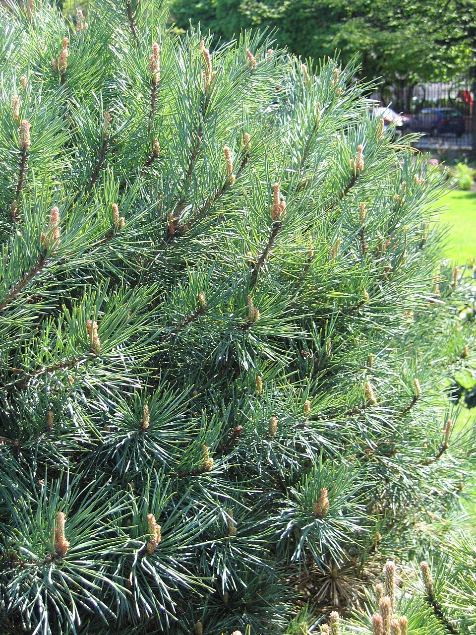 Pinus sylvestris 'Watereri' (Waterer Scots Pine) (alternate view 2)