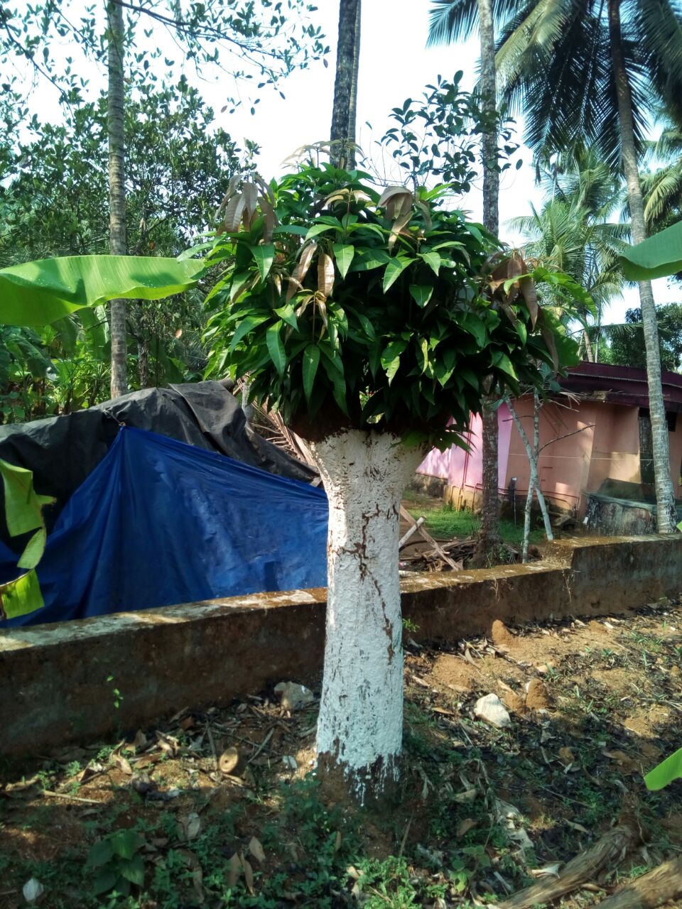 Mangifera (mangoes) (alternate view 4)