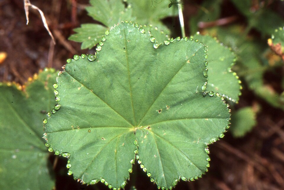 Alchemilla vulgaris (Lady's-mantle)