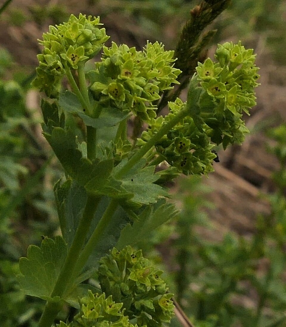 Alchemilla vulgaris (Lady's-mantle)