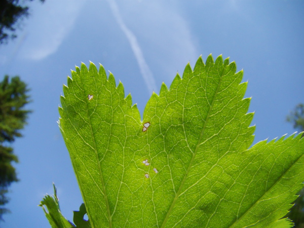 Alchemilla vulgaris (Lady's-mantle)