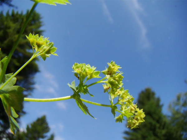 Alchemilla vulgaris (Lady's-mantle)