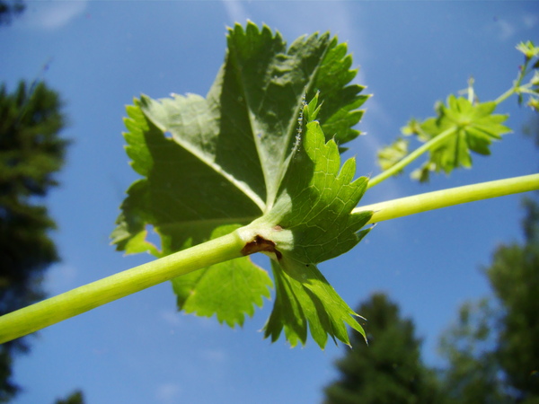 Alchemilla vulgaris (Lady's-mantle)