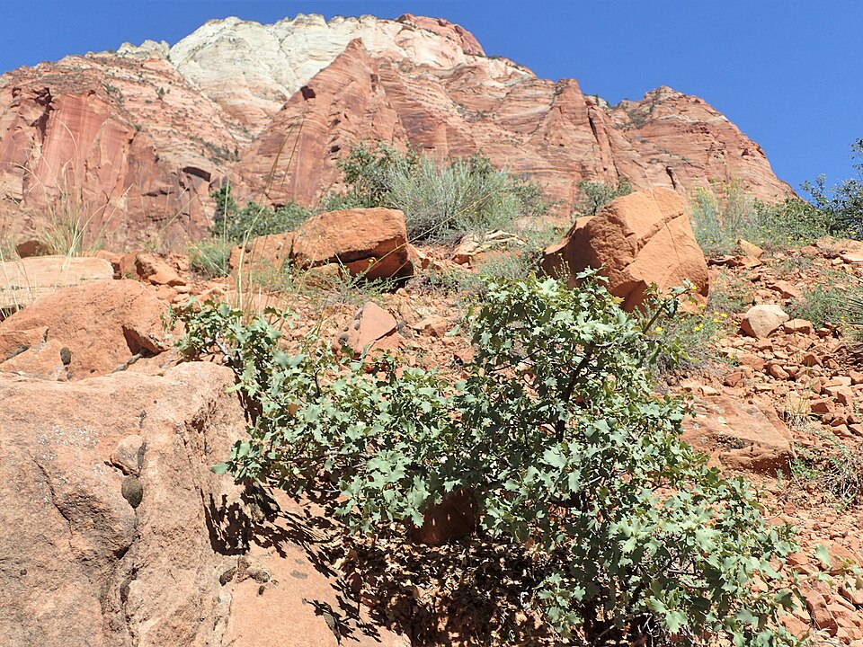 Quercus turbinella (Sonoran scrub oak) (alternate view 6)