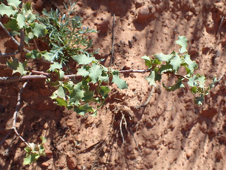 Quercus turbinella (Sonoran scrub oak) (alternate view 7)