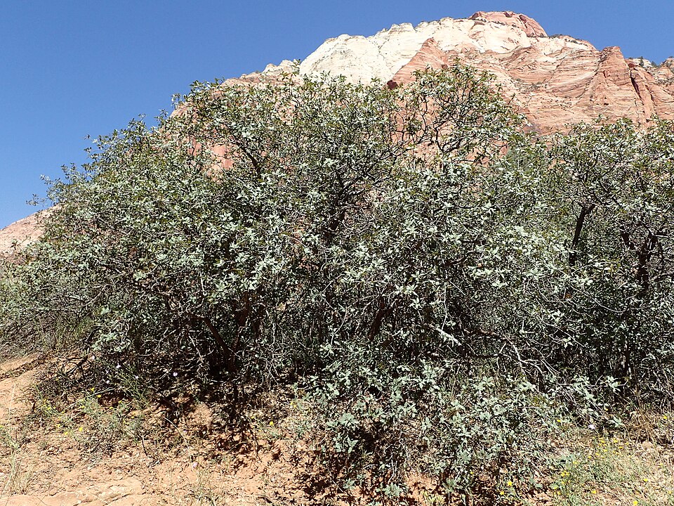 Quercus turbinella (Sonoran scrub oak) (alternate view 8)