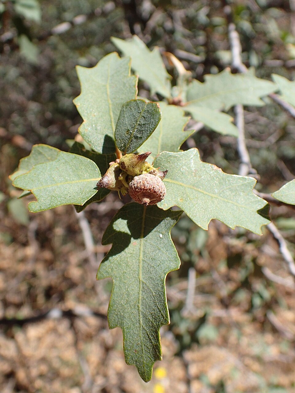 Quercus turbinella (Sonoran scrub oak) (alternate view 9)