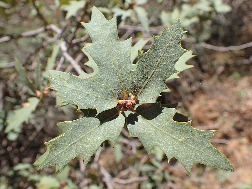 Quercus turbinella (Sonoran scrub oak) (alternate view 10)
