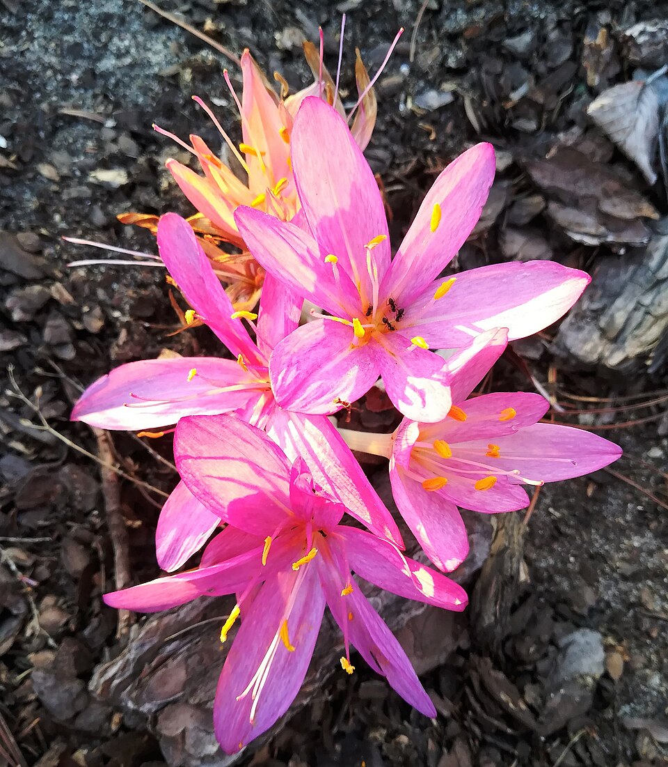 Colchicum (Naked Ladies) (alternate view 4)